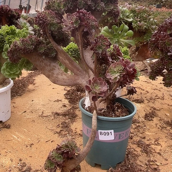 B091欧紫缀化35-1老伤不售后