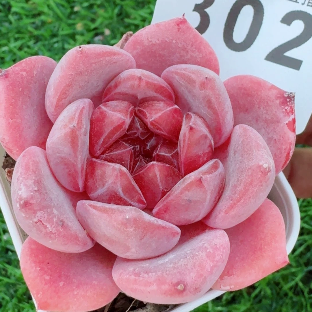 橘子纱         精品多肉