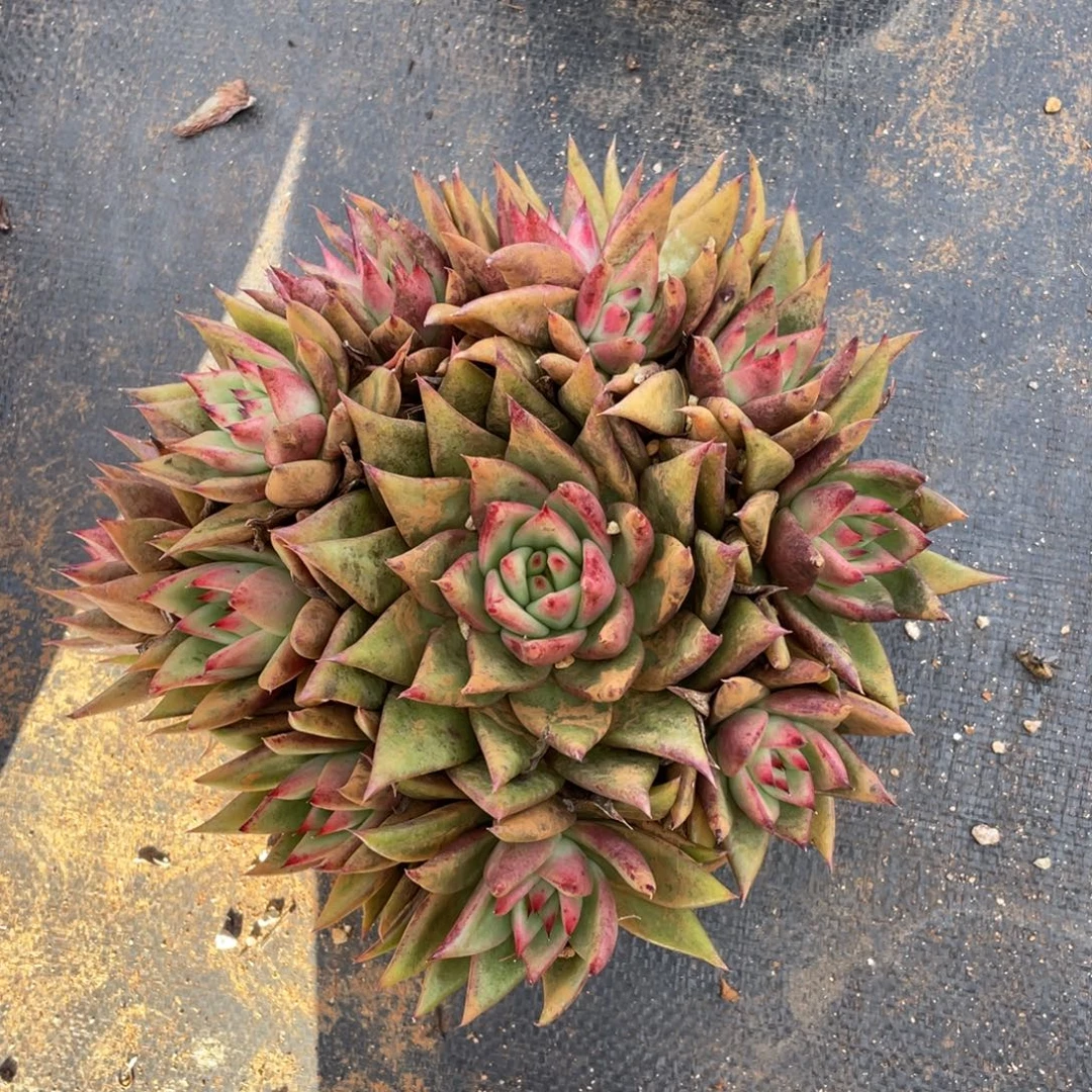 若如东云单拍A896