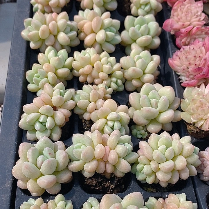 231 多肉植物盆栽花卉植物