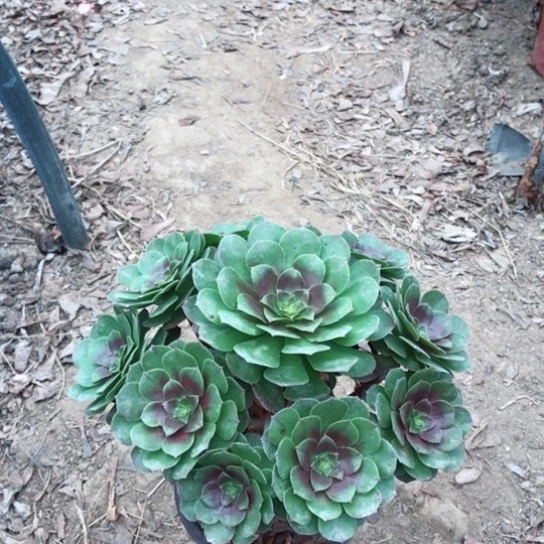 开***花万圣节法师多肉植物10