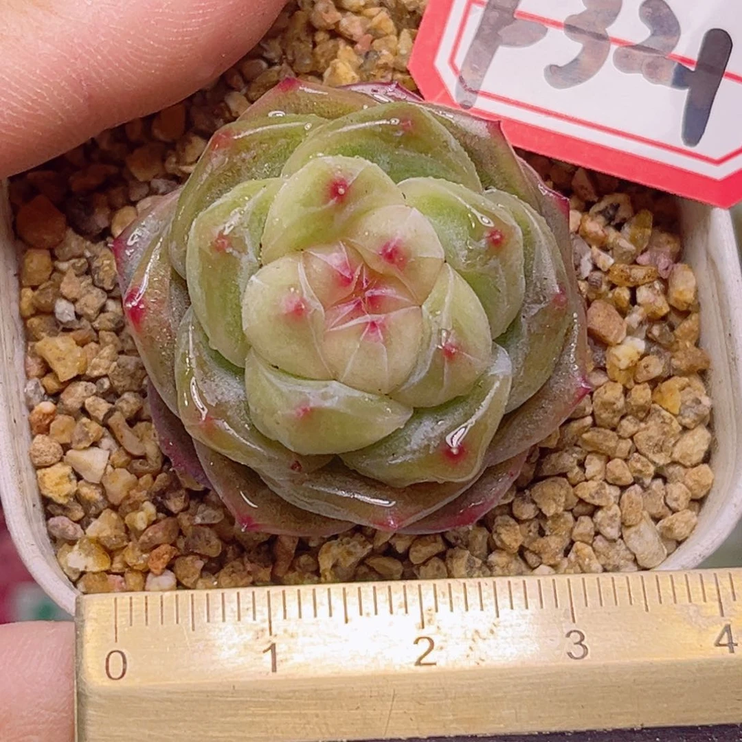 F321一物一拍 星梦