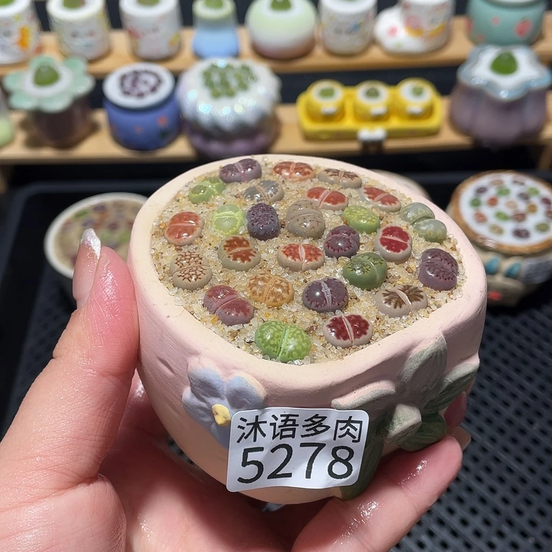 带盆土植物 一物一拍5278