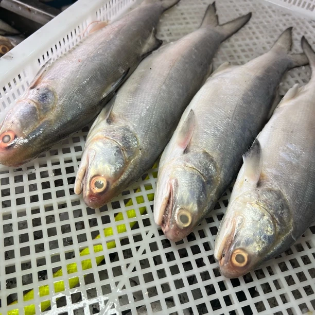 【野生马友鱼】汕尾野生海捕 午鱼 午笋鱼 鲜香细腻