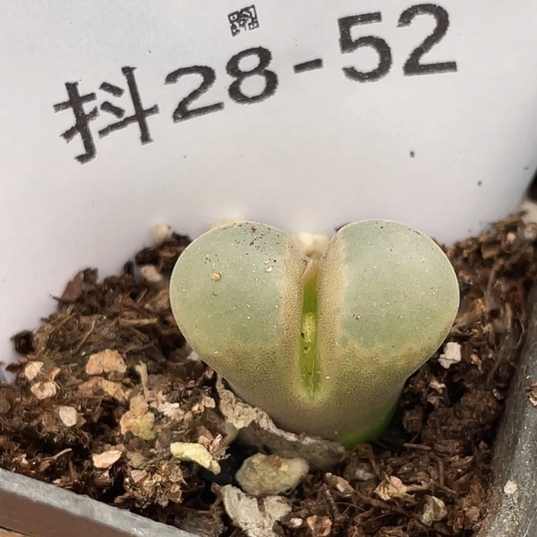 28-52小苗c10多肉植物