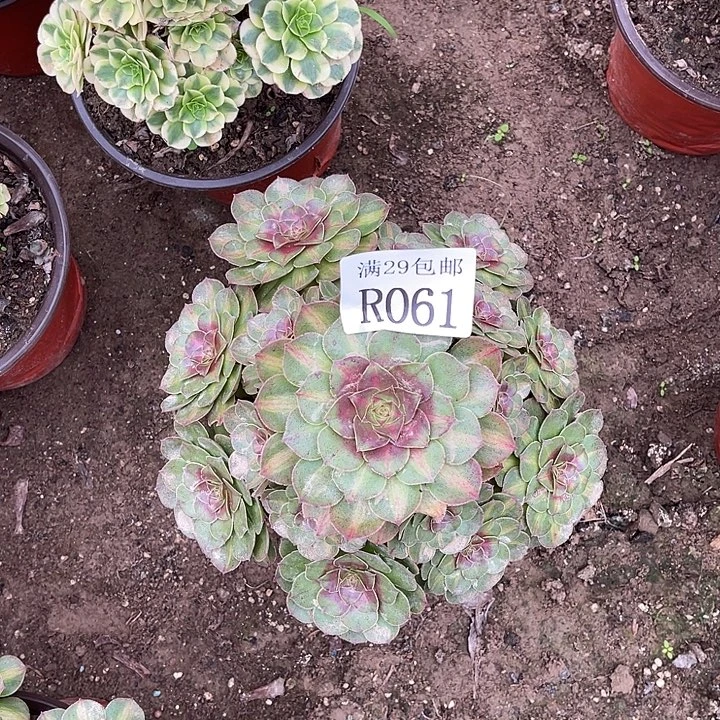 061抹茶多肉植物