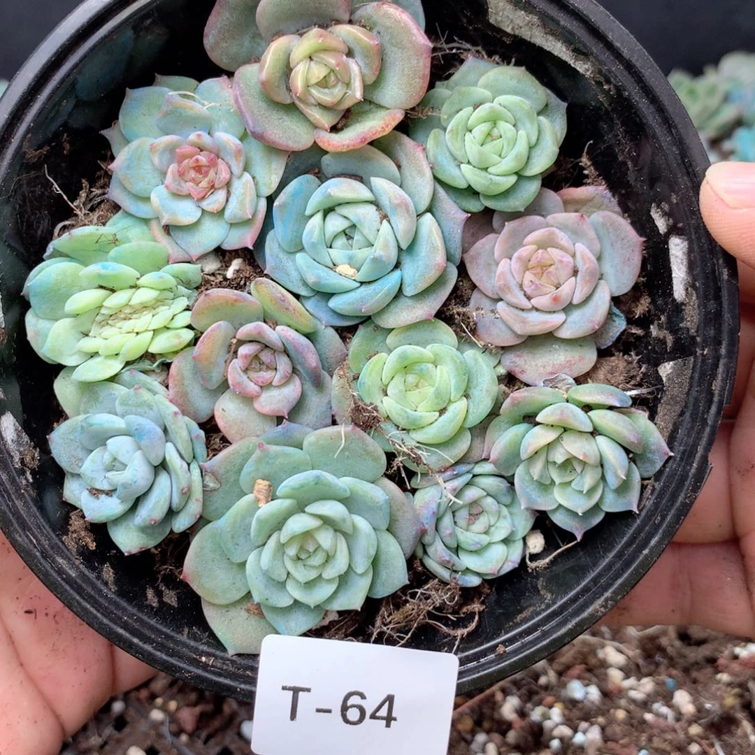 无花朵T64英语英语