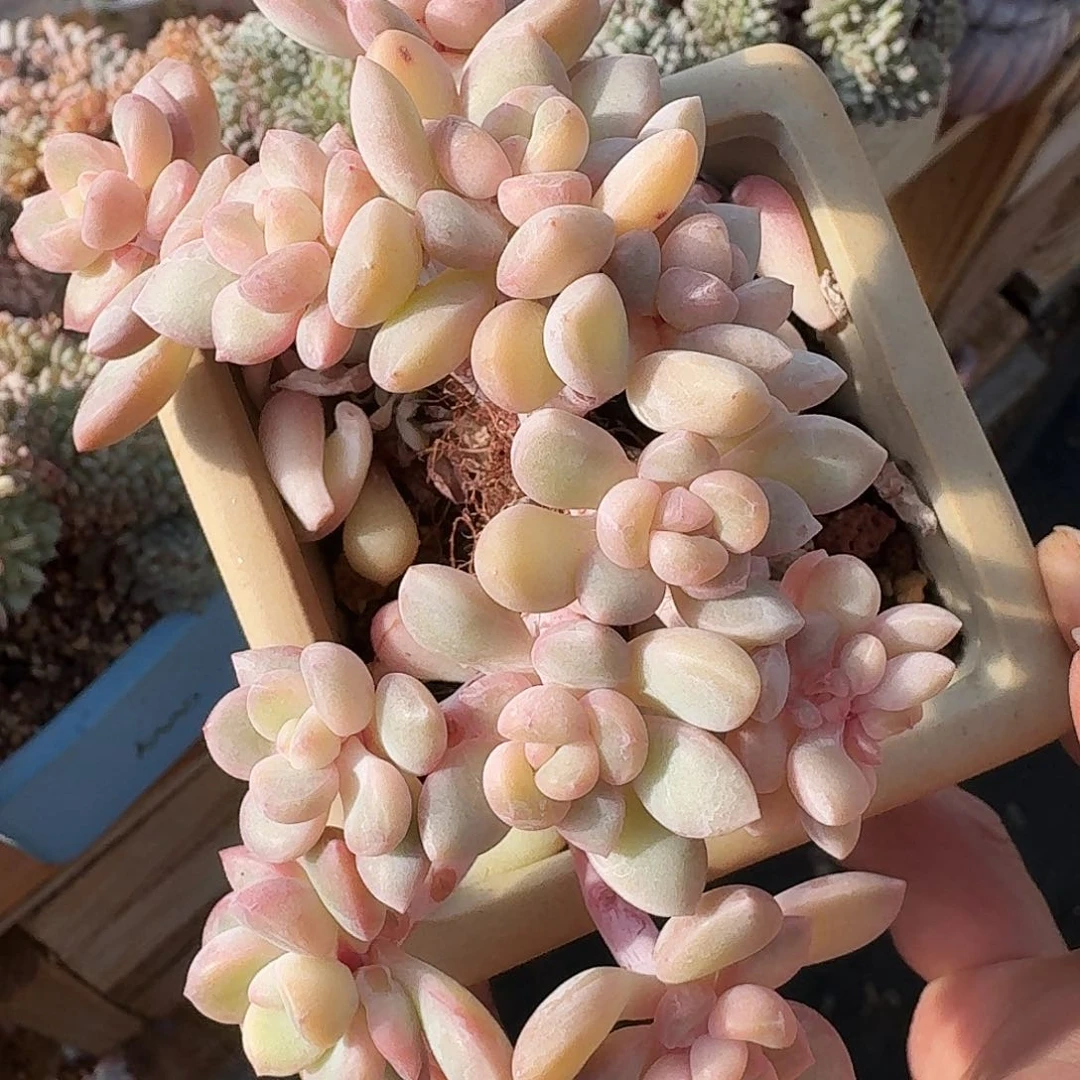 冰清玉洁朵朵满天心