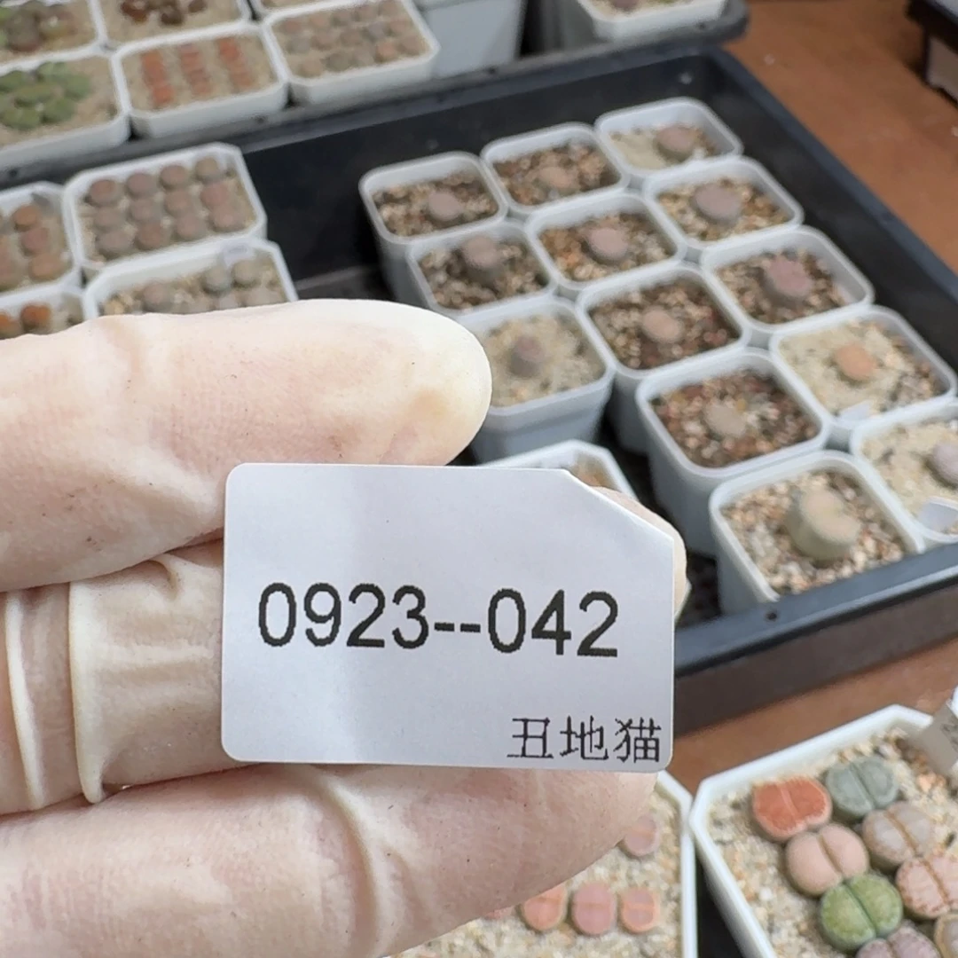k***雯0923-042卷卷卷卷卷