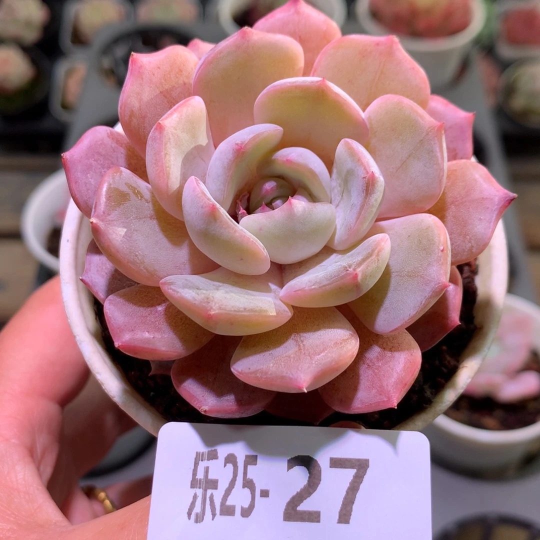 乐然25-27 新品单头