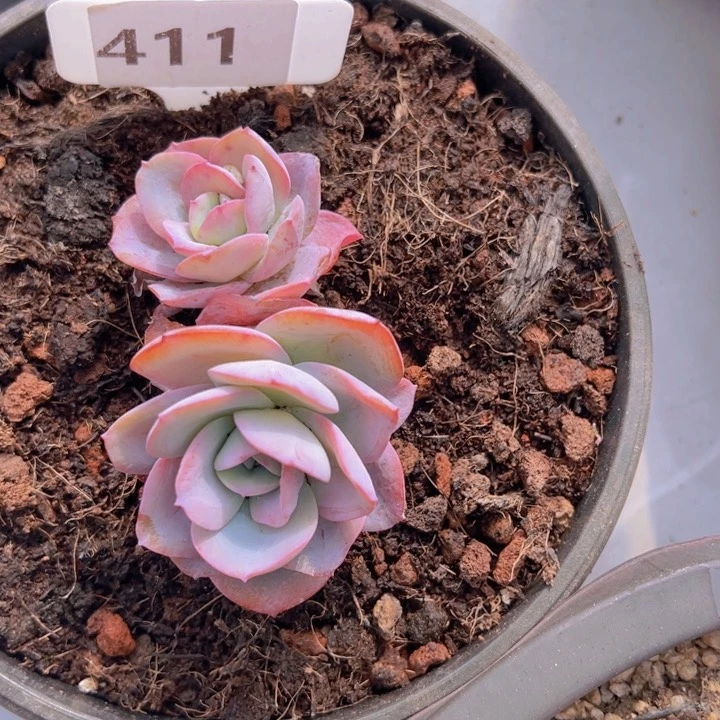 健健康康平平安安多肉