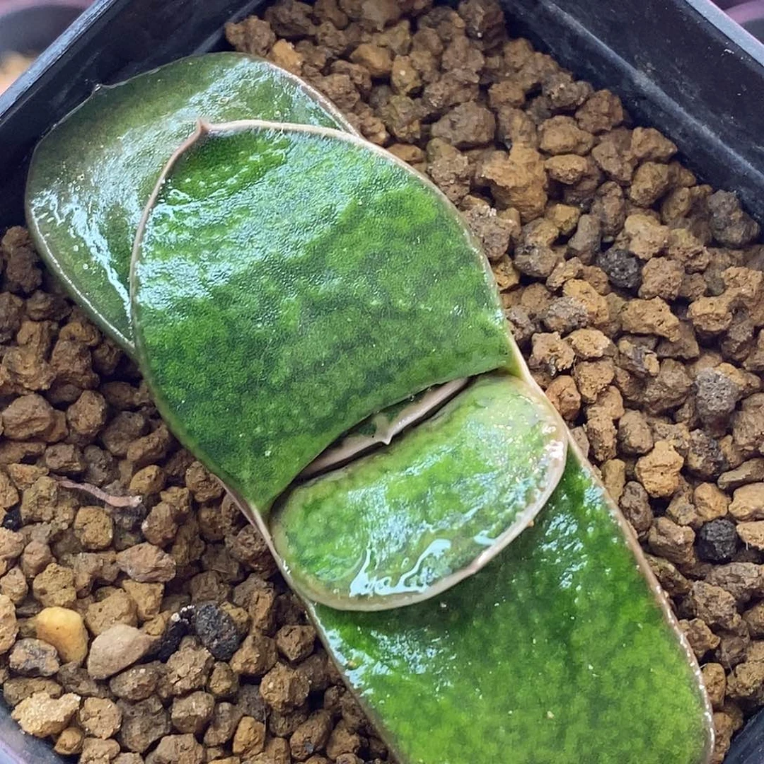 不带盆脱土裸根发货