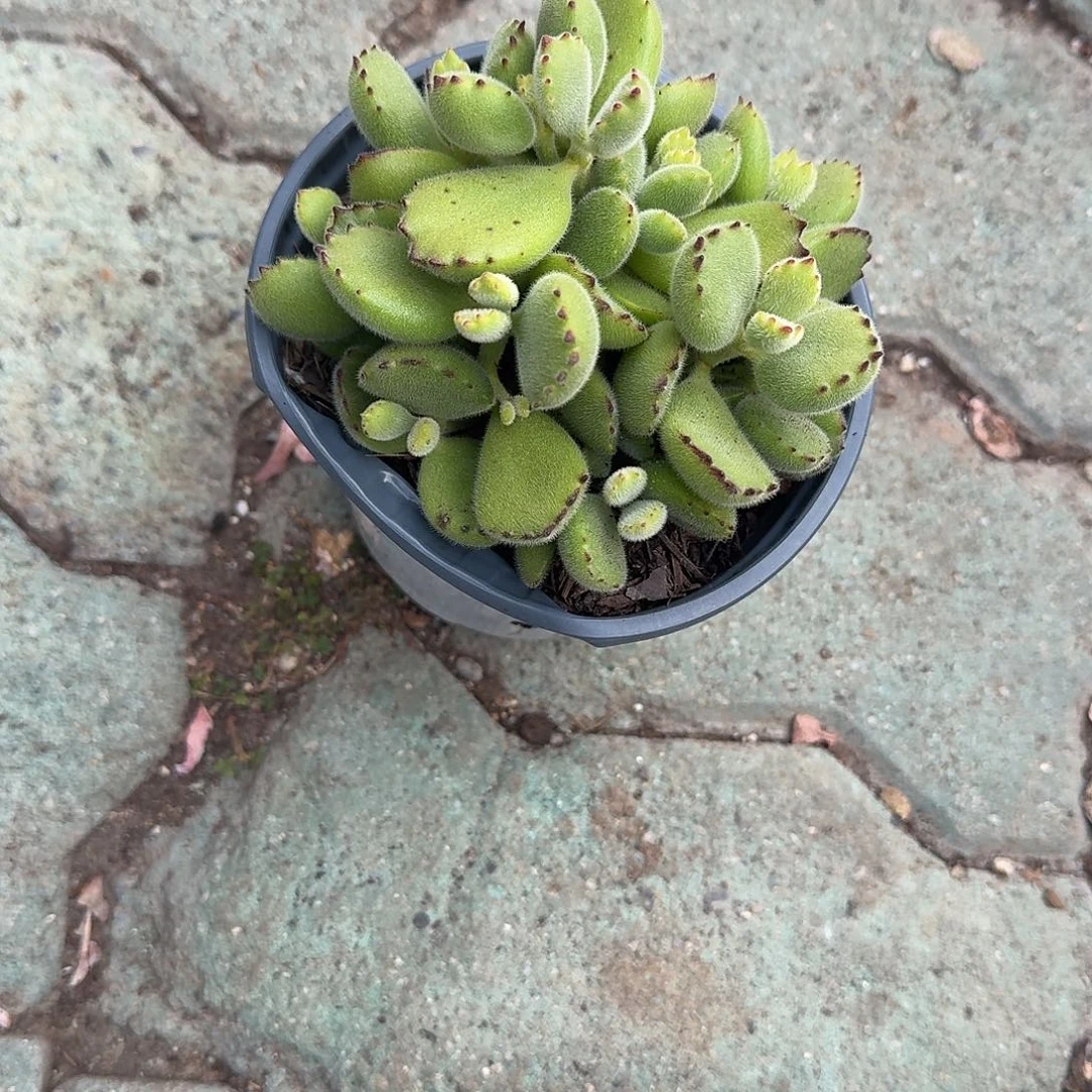 熊童子多肉植物精品