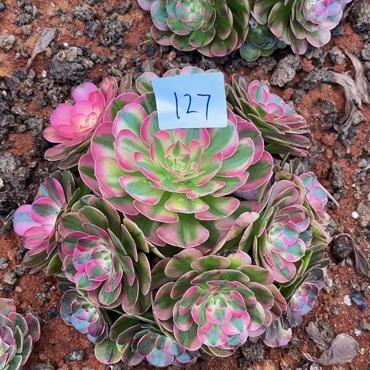 127荔枝朵朵发发发