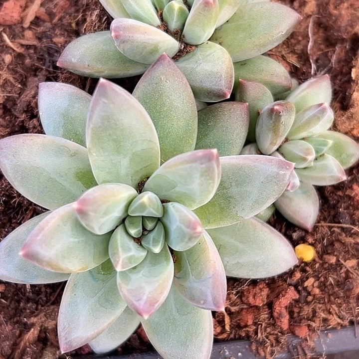 美人杂交特价一物一拍