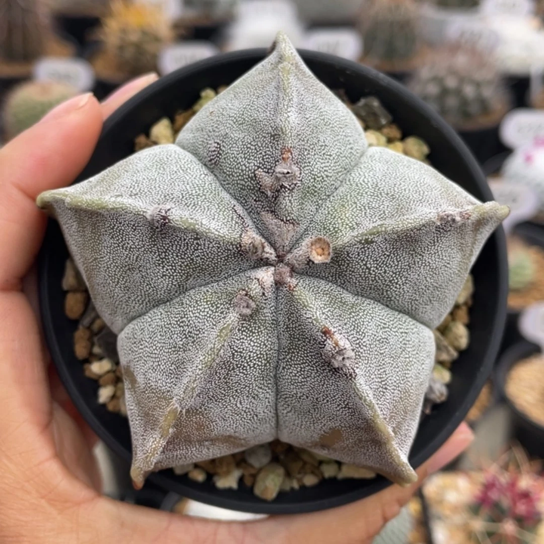 五角鸾凤玉        实生根