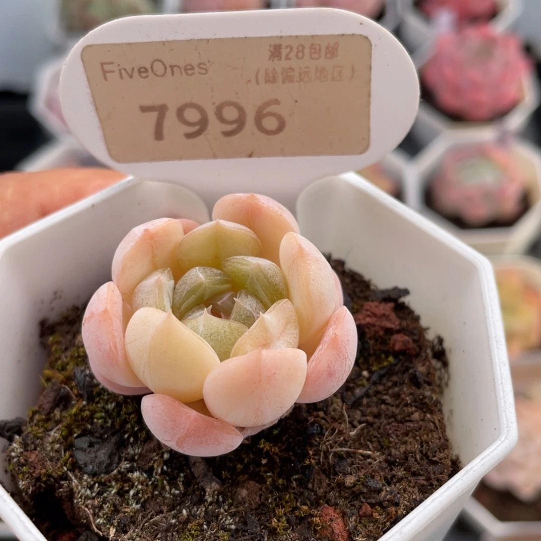 白色恋人7996-3.5厘米