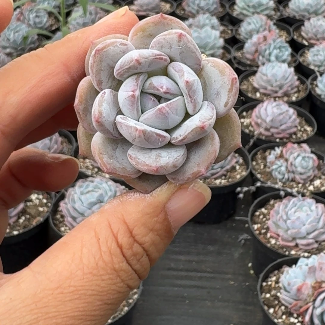 星影穴盘2.5厘米15棵，不售后