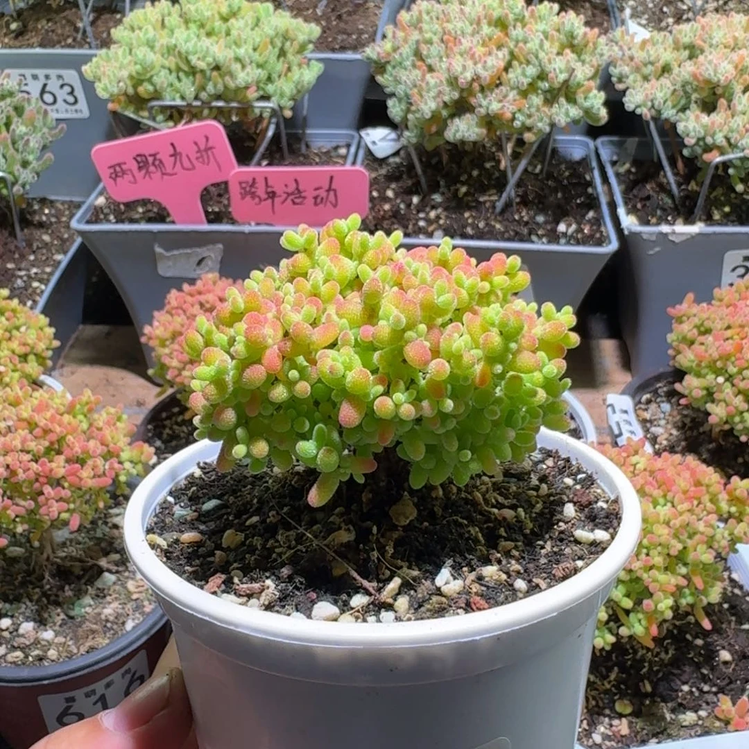 枝干番杏蜜橘糖球645