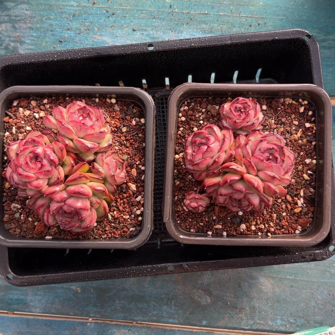 飞**天多肉一物一拍0124-43