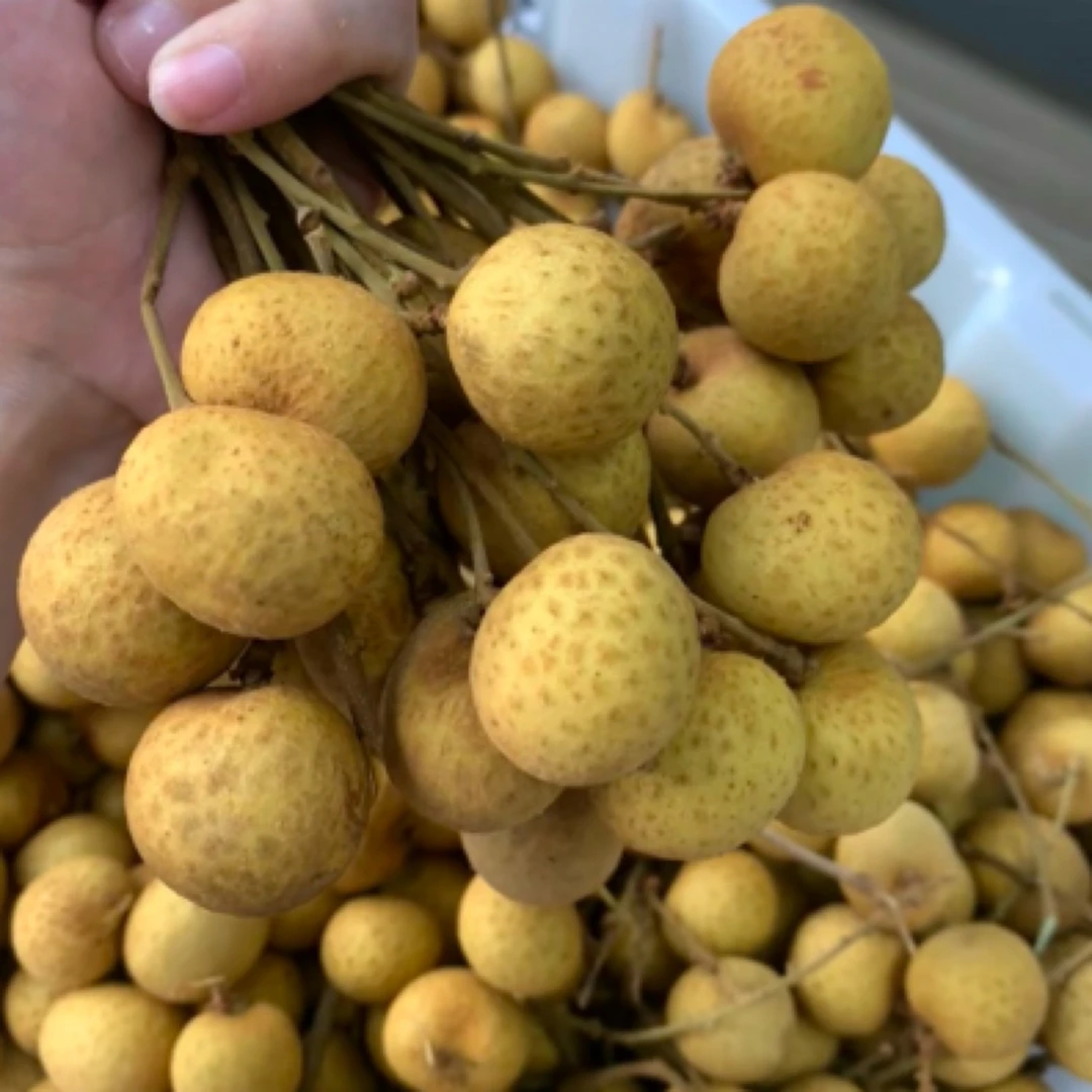 佳沃龙眼一盒  多汁饱满 更鲜甜新鲜龙眼