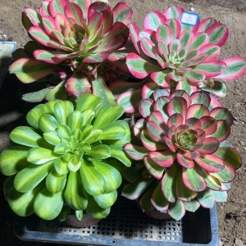 022多肉植物组合