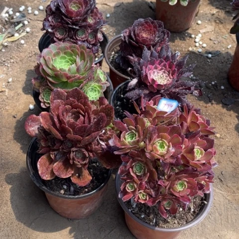 779多肉植物组合