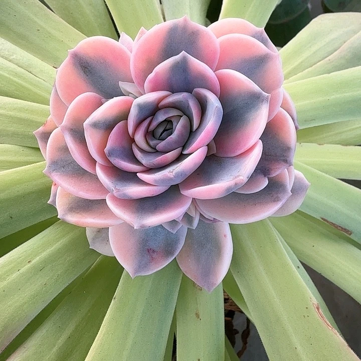 杂交  锦上园艺一物一拍