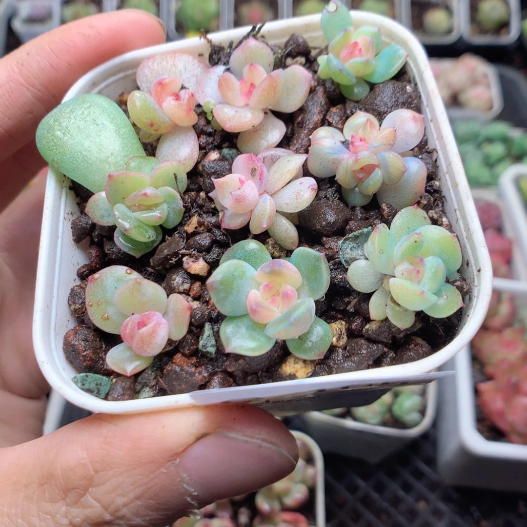 无花朵Q105分化yyyyyy