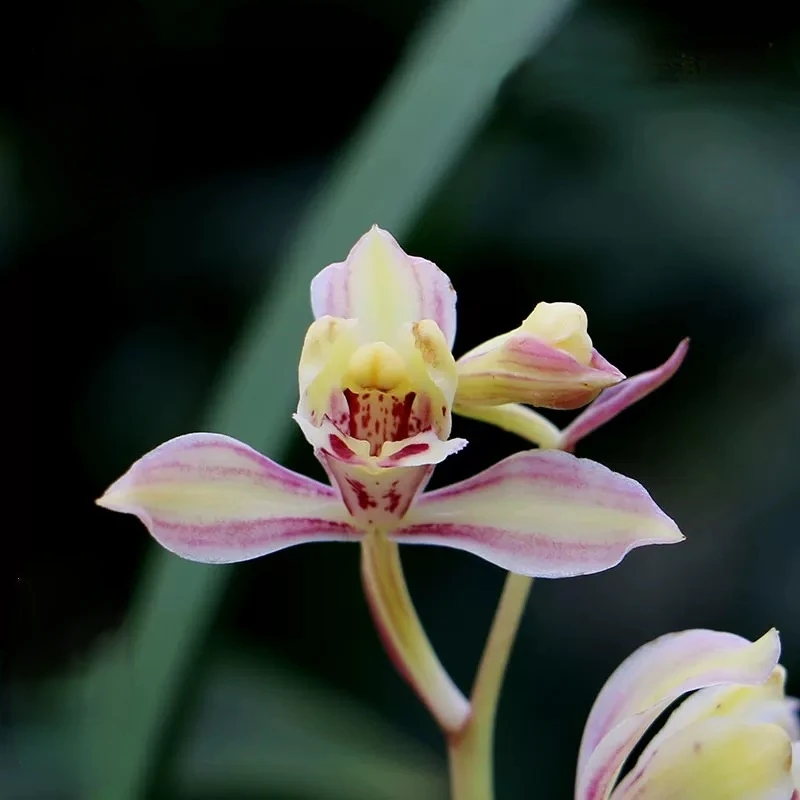 特A级(市长红梅) 建兰高端铭品 花开浓香 花期才 好养绿植花卉