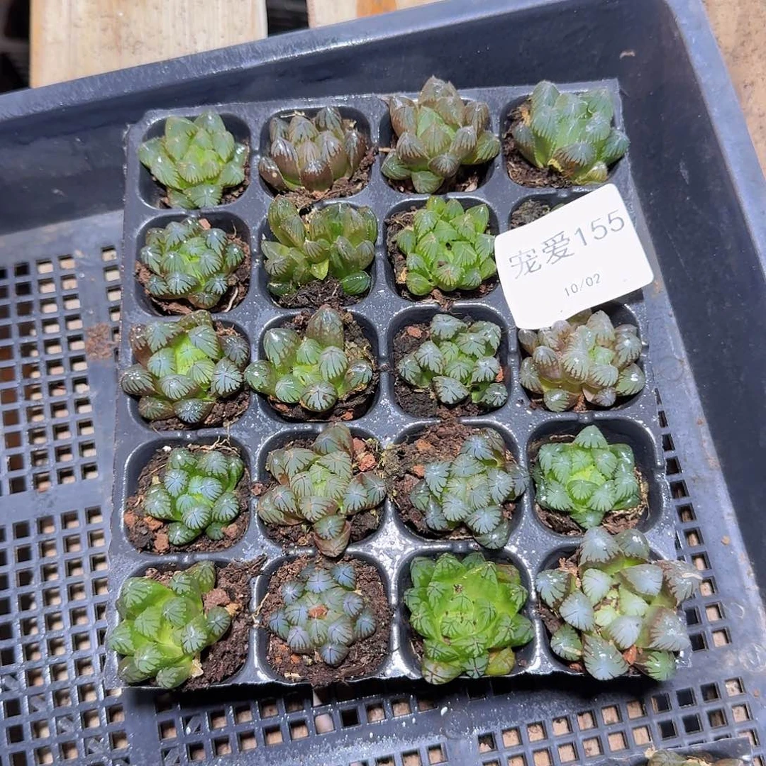 直播福利一物一拍155