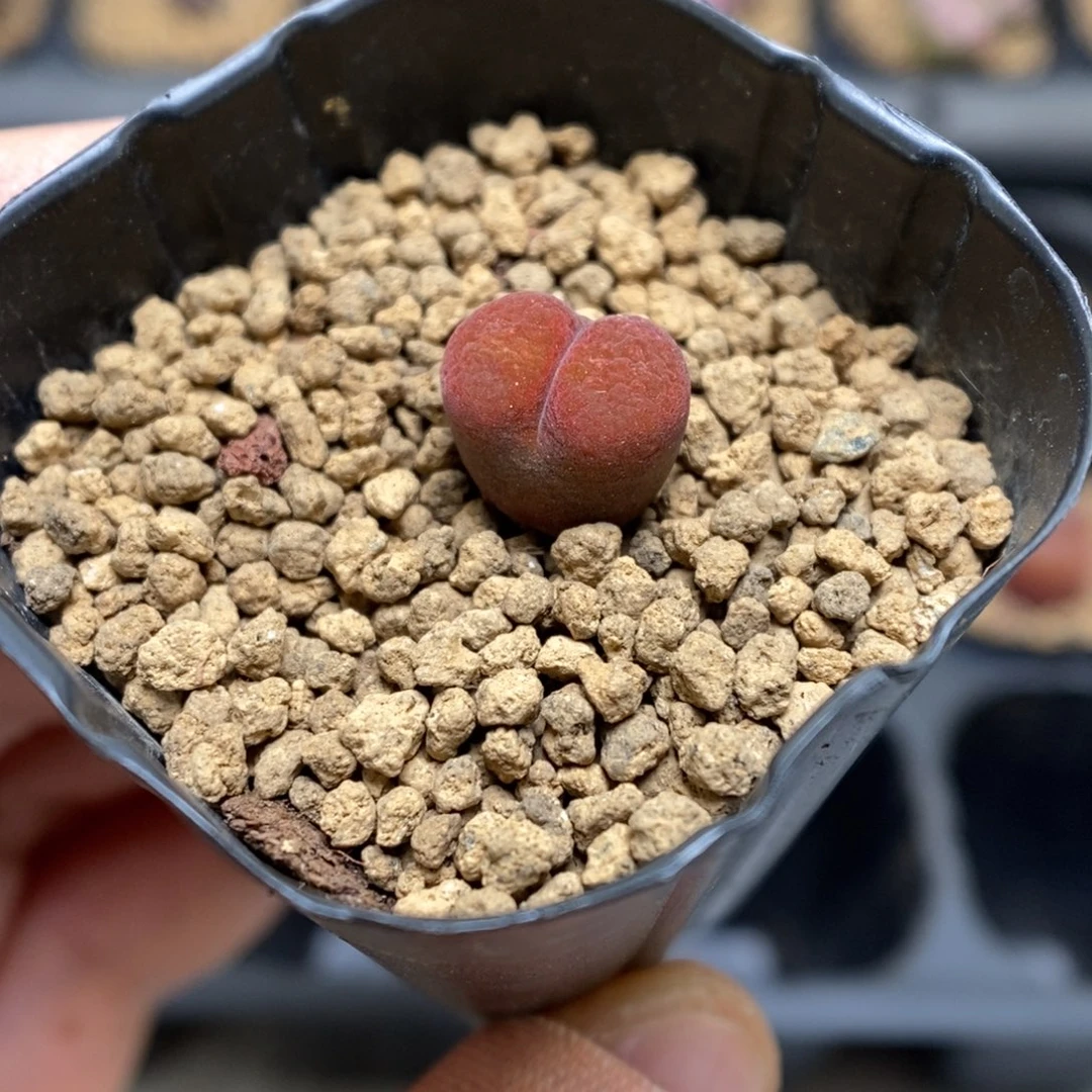 多肉植物肉锥杂交K-3653 风毛