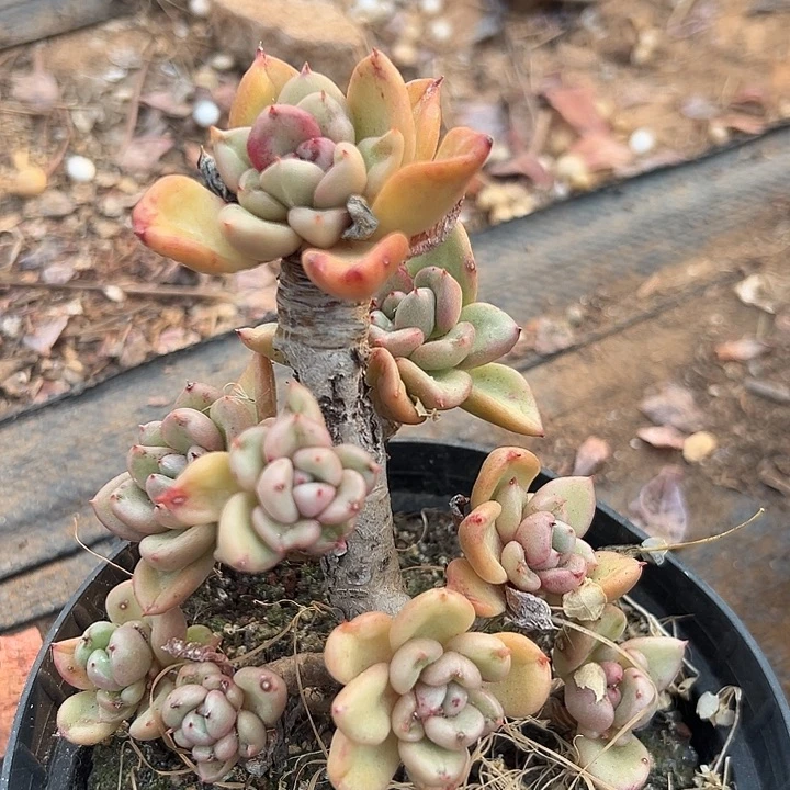 无花朵精品鳄梨老桩。