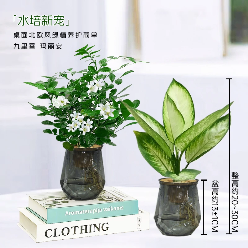 【拍一发二】水培九里香玛丽安桌面室内水培美观绿植物清新水培植物