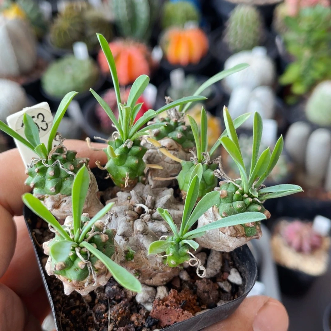 仙人球满28包邮盆口径5公分峨眉山