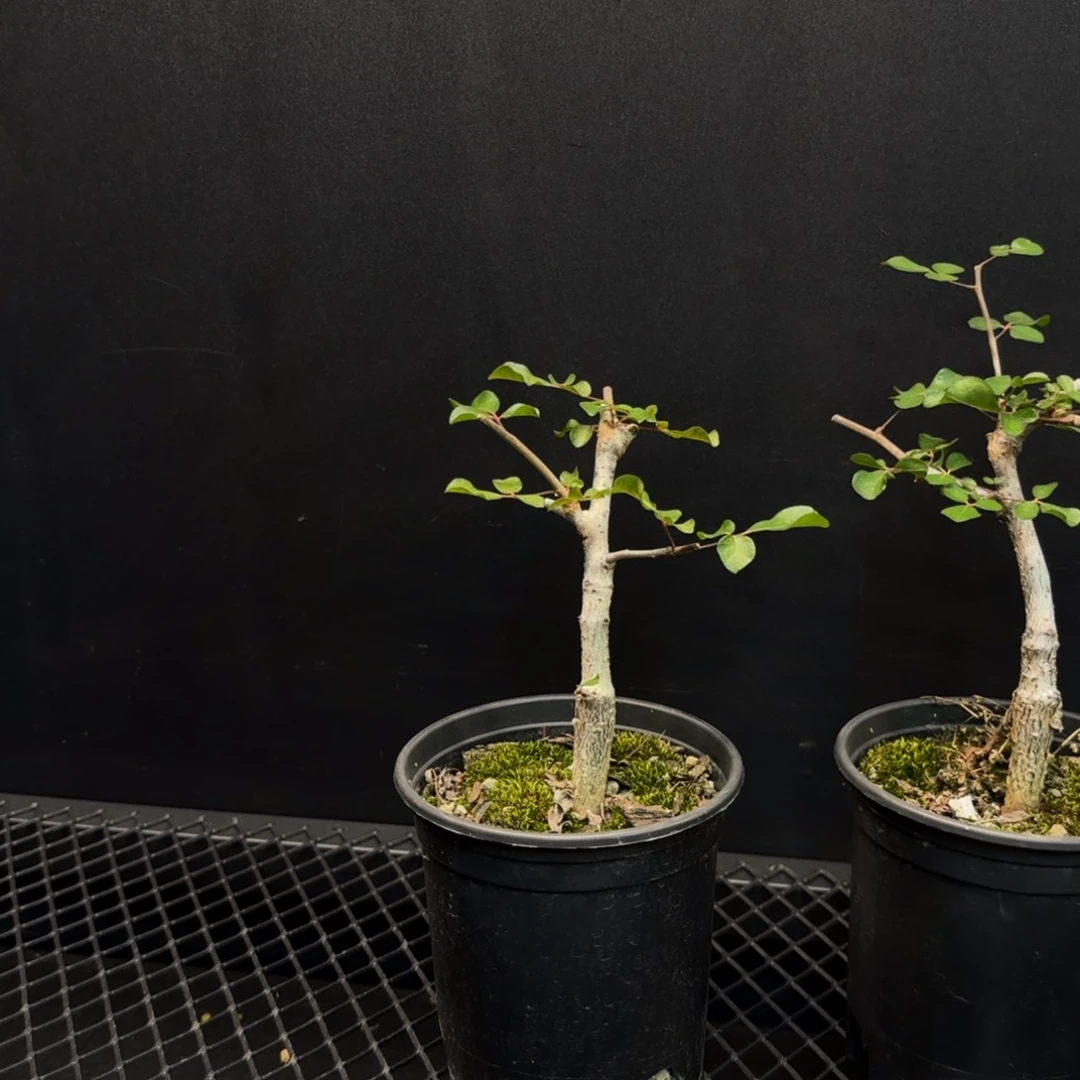 强***头红白皮奥比克哈哈哈