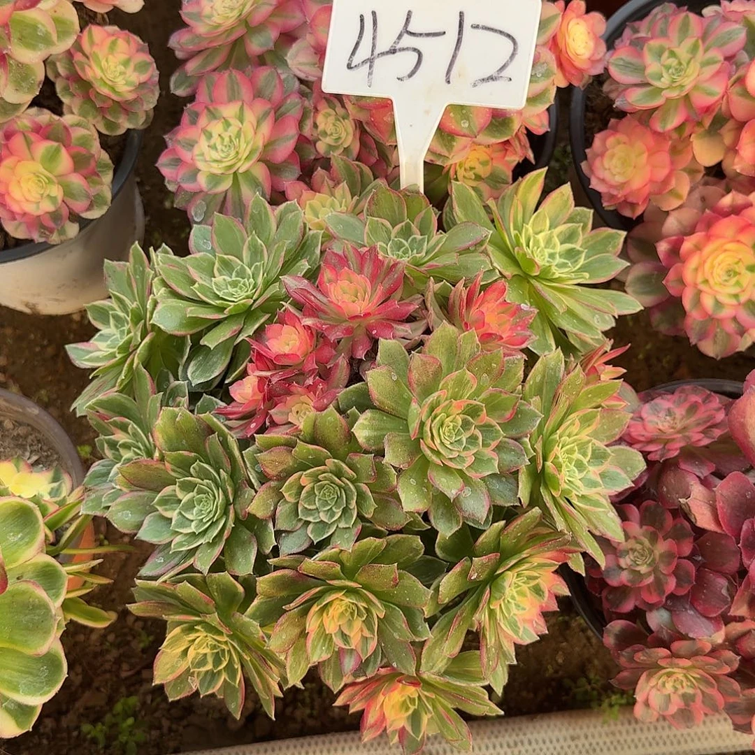 4512万花筒多肉法师多肉