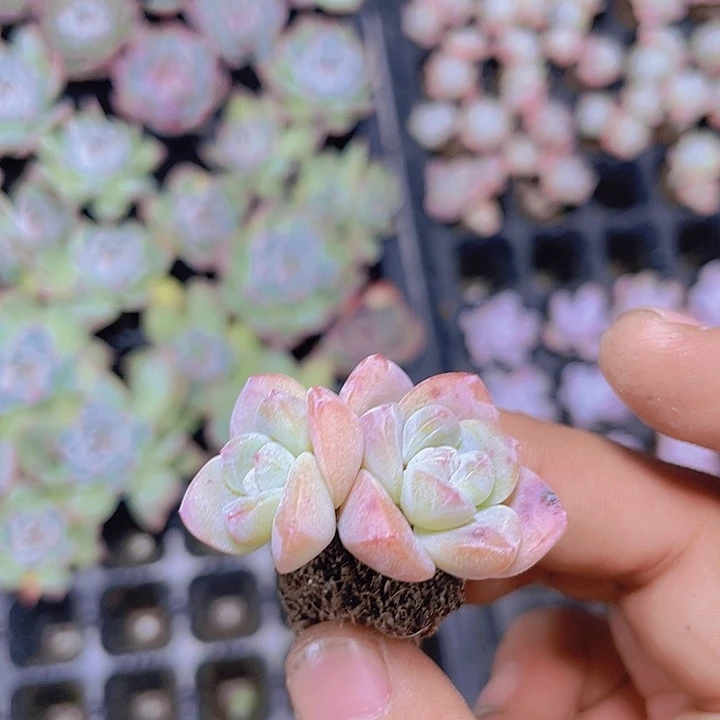 双头老桩冰玉【满10颗包邮】
