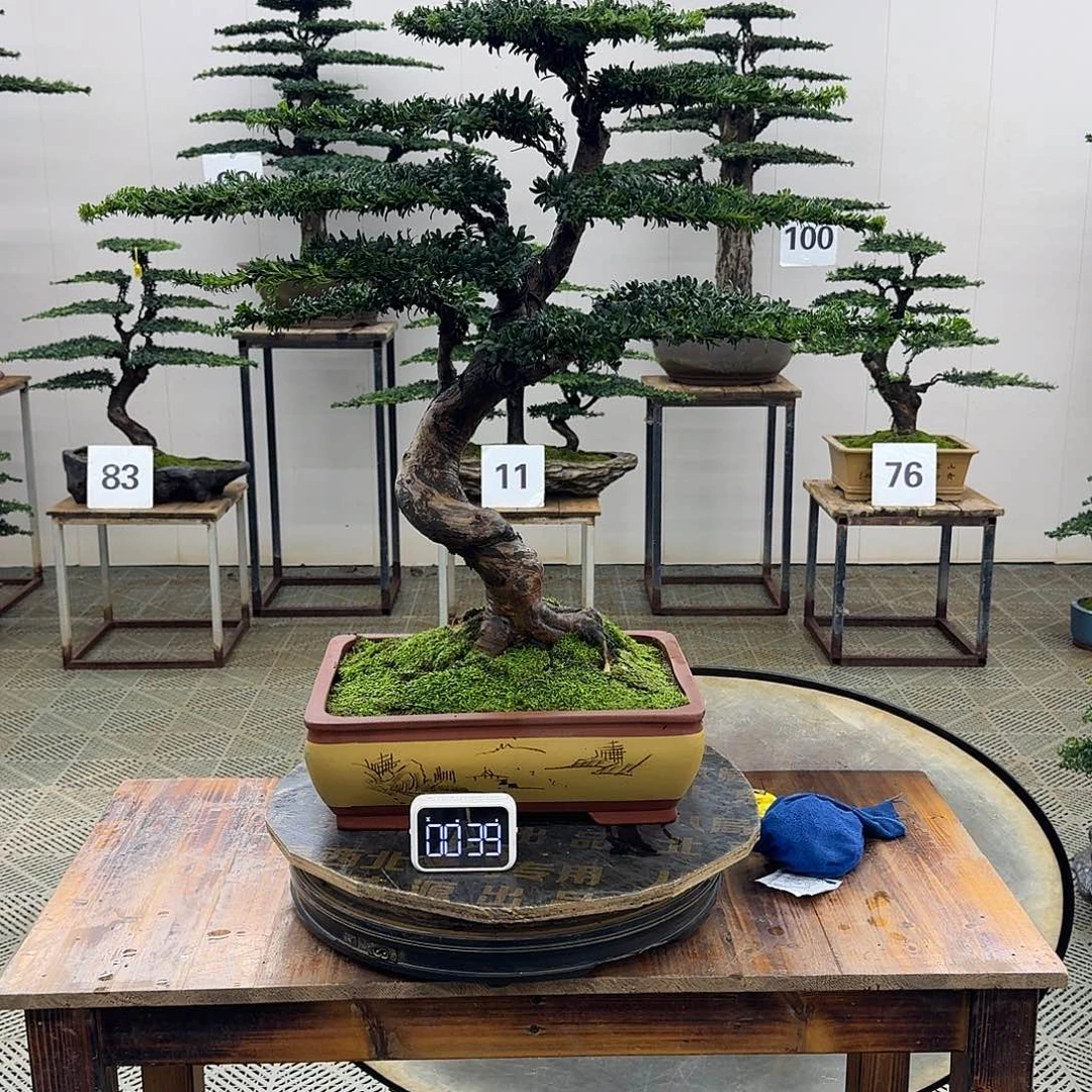 无花朵珍珠红芽罗汉松造型盆景