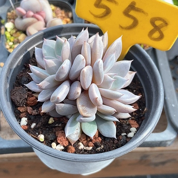 宸***多肉植物青鬼558多肉
