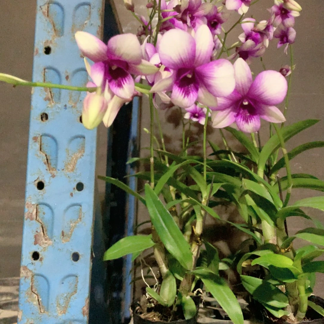 完全开放梦幻大小2苗花叶不包损