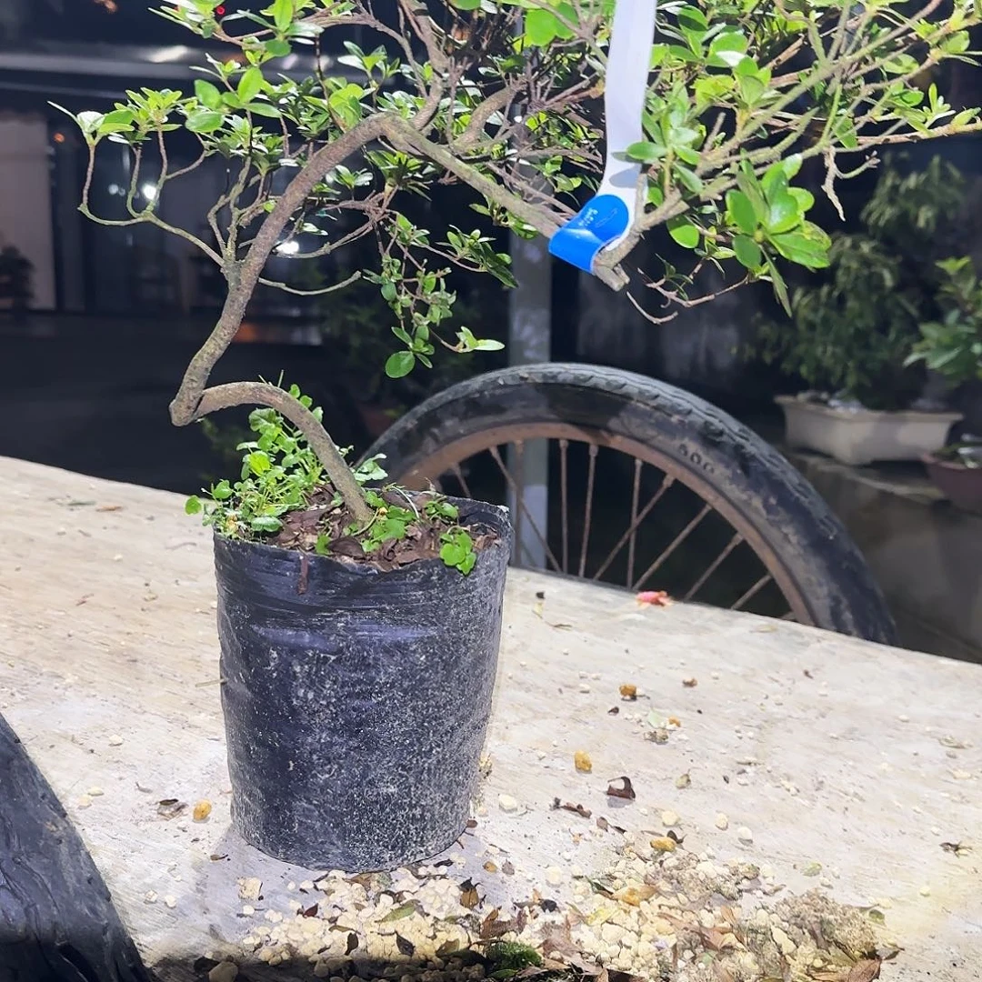 无花朵铃之誉有花朵