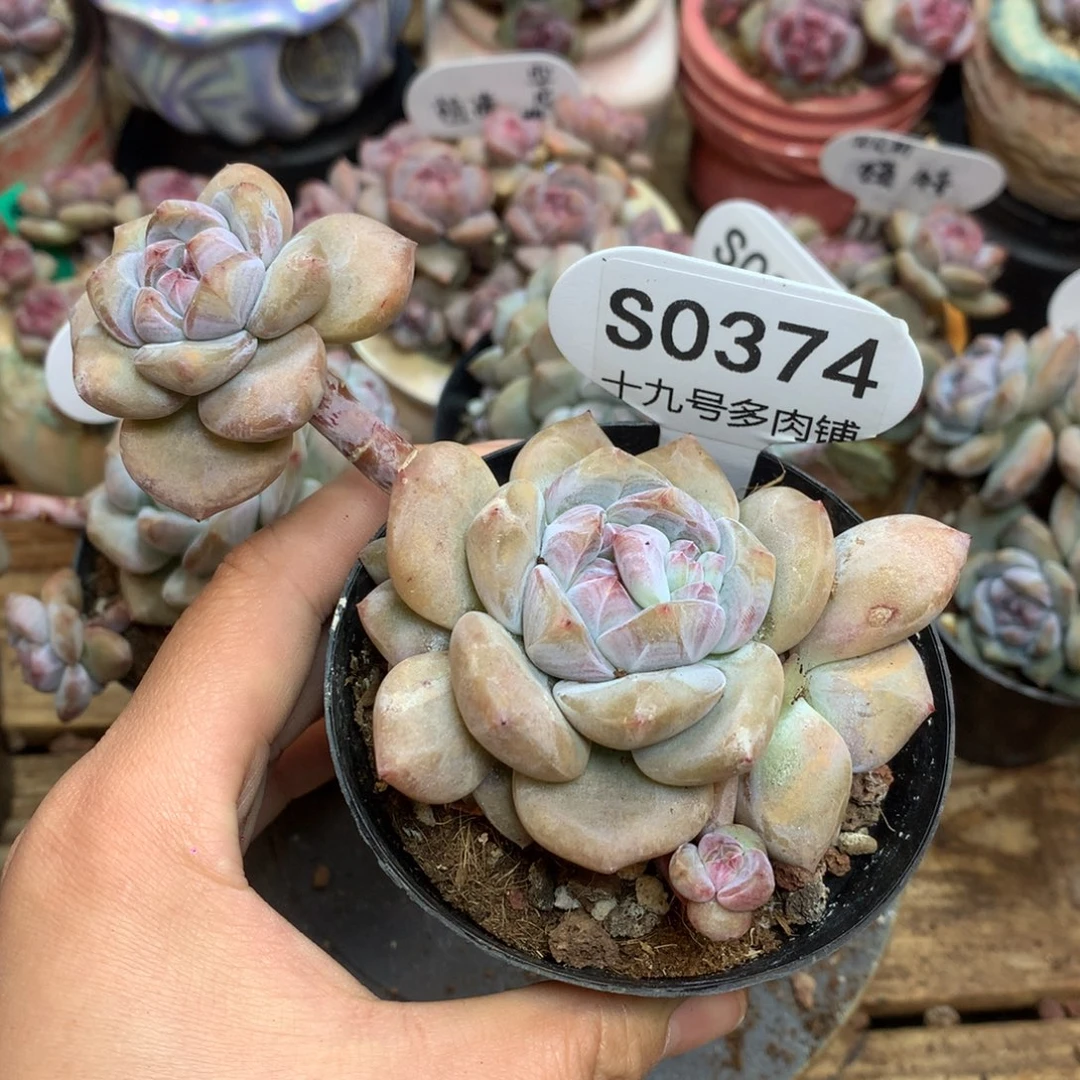 S0374 突尼斯 背景同款