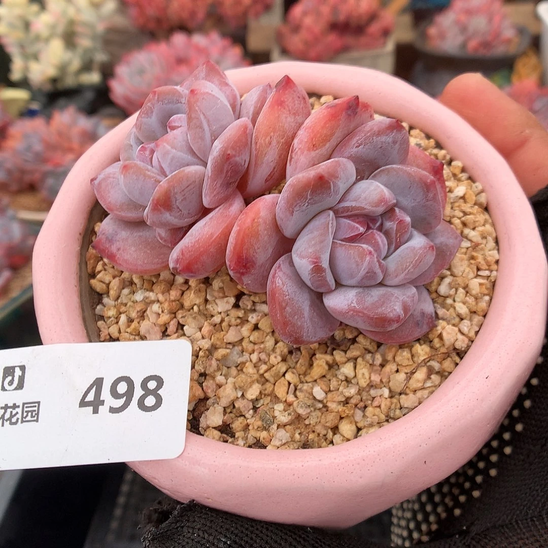 498星影多肉植物666