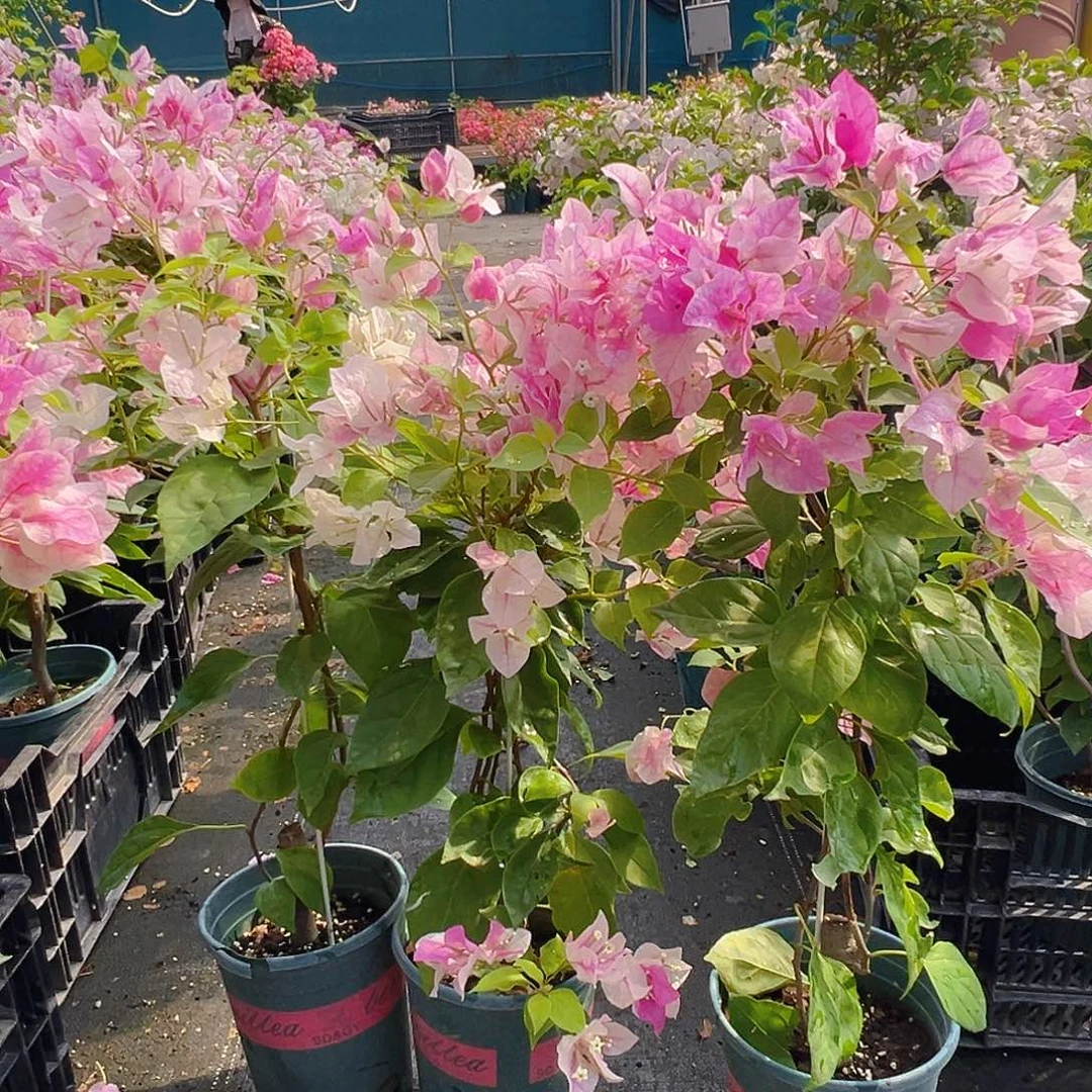 大部分花苞少量开放章红英带竹一颗