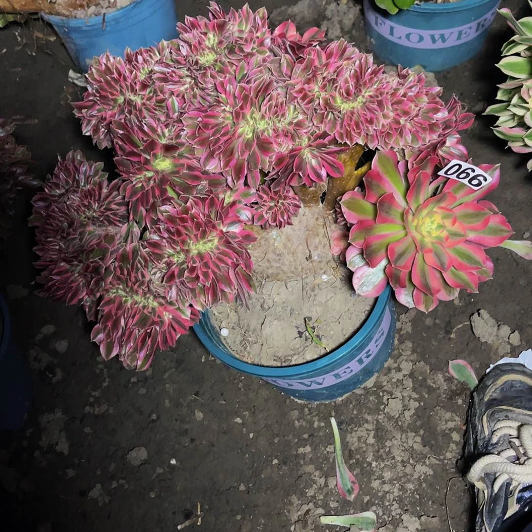 法师法师15-24包邮法师