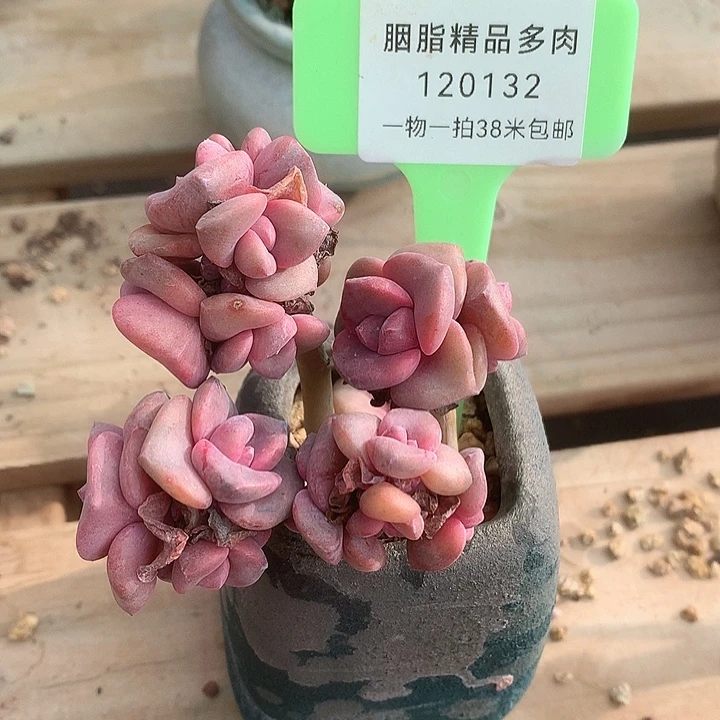 120132不缺了卡夫姐姐