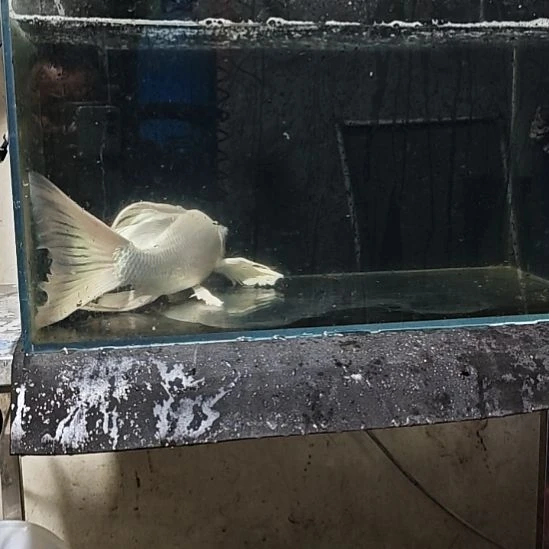 海水鱼淡水养殖基地