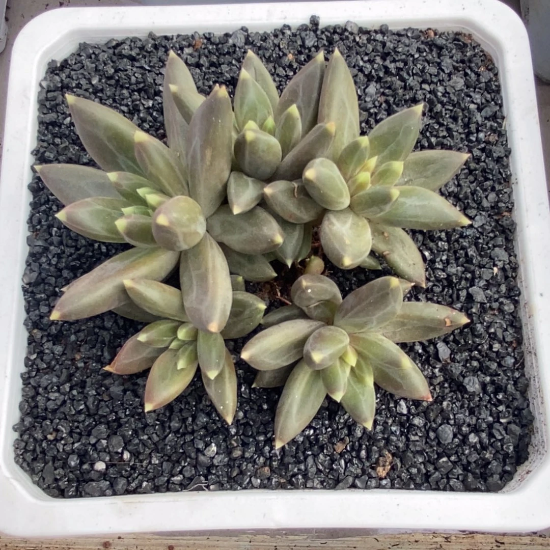 综合链接美人群生ttn