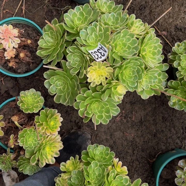 海燕花花25-33包邮花花